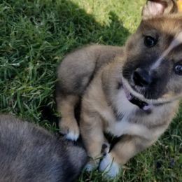 Swedish Vallhund Puppies from Windstorm Dogs