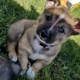 Swedish Vallhund Puppies from Windstorm Dogs
