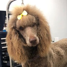 Roxy - Poodle