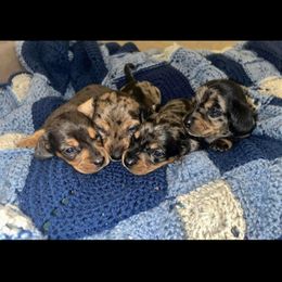 Dachshund Puppies from Mrs. B’s Mini Doxies