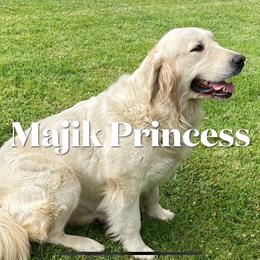 Princess - Golden Retriever