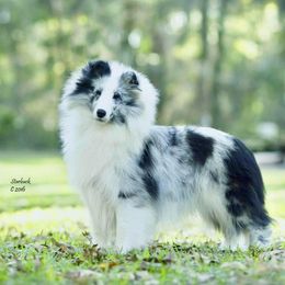 Shetland Sheepdog All Grown Up from Millennium Shelties