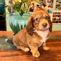 AKC female 1 blue - Chocolate and tan female Dachshund puppy in Knoxville, Tennessee from Thea's Puppies