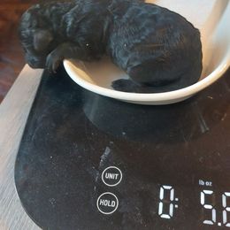 Boy 1 Jyma - Black Poodle puppy in Mc Dade, North Carolina from Toy Poodles of NC