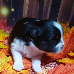 Genevieve - Black and tan parti female Pomeranian puppy in Weatherford, Texas from Jeweled Poms