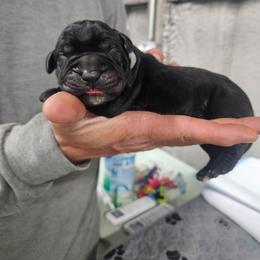 Grey collar - Black male Cane Corso puppy in Fritch, Texas from Carrie Brown's Cane Corsos
