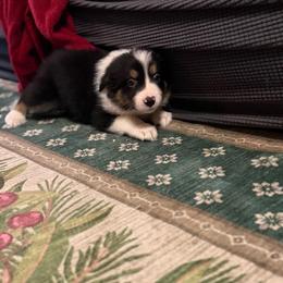 Moondancer - Tri-color female Border Collie puppy in Lewis, Iowa from 4Ransom Ranch