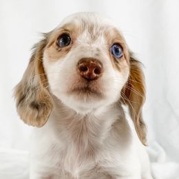 Dachshund, Great Dane, and Yorkshire Terrier Puppies from WZ Kennels