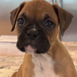 Boxer Puppies from TwinBrook Boxers