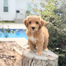 Fiona - Red  female Goldendoodle puppy in Rose Hill, North Carolina from Red Door Canines
