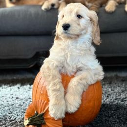 Goldendoodle Puppies from Celestial Doodles