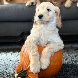 Goldendoodle Puppies from Celestial Doodles