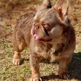 Dozer - French Bulldog