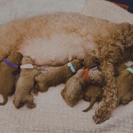 Joy (lilac collar) - Red  female Goldendoodle puppy in Easley, South Carolina from Pawmetto Goldendoodles