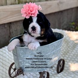 Taffy - Tri-color female Bernedoodle puppy in Orange, Texas from Walk with Me Doodles