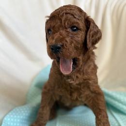 Allie - Red  female Poodle puppy in Mount Vernon, Illinois from AMC Poodles