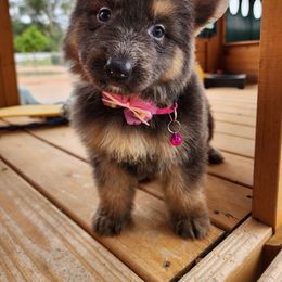 Rem - Blue female German Shepherd puppy in Los Lunas, New Mexico from Mali's German Shepherds