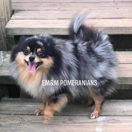 Journey - Pomeranian