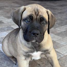 Rein- orange collar - Brown female Boerboel puppy in Pearce, Arizona from Desert Stronghold Boerboels