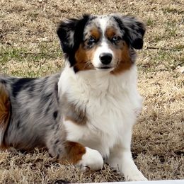 Aqua - Miniature American Shepherd