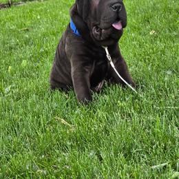 Chinese Shar-Pei All Grown Up from Bilderbear Shar-Pei