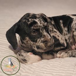 Catahoula Leopard Dog Puppies from Peach Tree Catahoulas