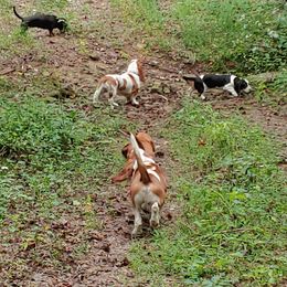 Basset Hound Puppies from Orange Mountain Basset Hounds