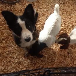 Border Collie Puppies from Stag Valley Homestead