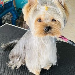 Yorkshire Terrier Puppies from Empress Kiss Yorkies