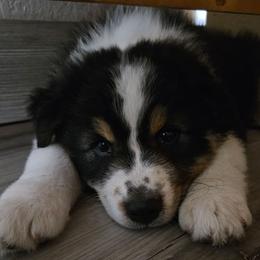Eve - Black tri-color female Australian Shepherd puppy in Wauneta, Nebraska from 4H Aussies