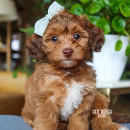 Aura - Sable female Bernedoodle puppy in Salado, Texas from Red Ranch Dogs