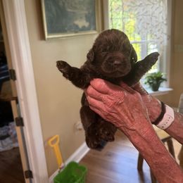 Boy 3 - Brown male Newfoundland puppy in Ellendale Forge, Pennsylvania from Opening Heavens Doors Newfoundlands