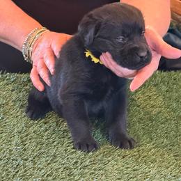 Girl 1 - Black female Labrador Retriever puppy in Whigham, Georgia from Diamond C Labradors