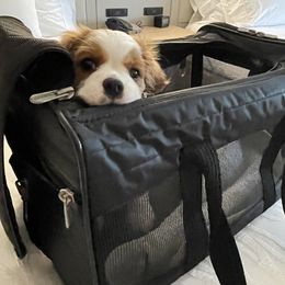 "Traveling with Mom and Dad...." Cavalier King Charles Spaniel Puppies from Eastwick Paws Cavaliers