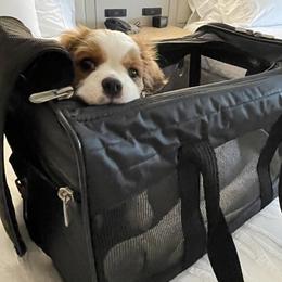 "Traveling with Mom and Dad...." Cavalier King Charles Spaniel Puppies from Eastwick Paws Cavaliers