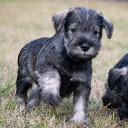 Furby - Salt and pepper male Miniature Schnauzer puppy in Folkston, Georgia from Poplar Creek Miniature Schnauzers