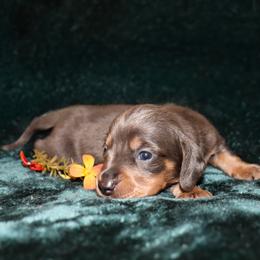 Paxton - Blue and tan male Dachshund puppy in Coldwater, Mississippi from Mississippi Shorties Miniature Dachshunds
