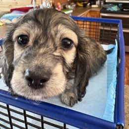 Dachshund Puppies from Remarkable Doxies