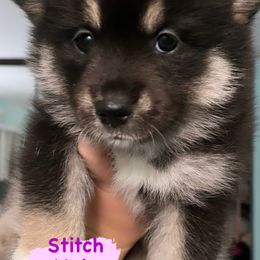 Pomsky Puppies from A1 Pomskies