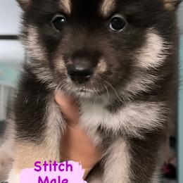 Pomsky Puppies from A1 Pomskies