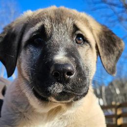 Anatolian Shepherd Dogs from Rolling Thunder Ranch