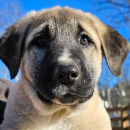 Anatolian Shepherd Dogs from Rolling Thunder Ranch