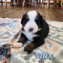 Max - Black rust and white male Bernese Mountain Dog puppy in Auburn, Indiana from Swamp Creek Berners