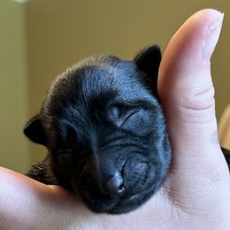 Dutch Shepherds from Heartland Kennels