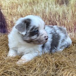 Ranger - Red merle male Miniature Australian Shepherd puppy in Signal Mountain, Tennessee from D & D Miniature and Toy Australian Sheppards