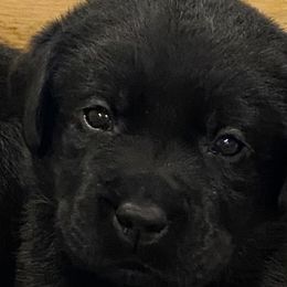 Labrador Retrievers from Hudson Valley Labradors