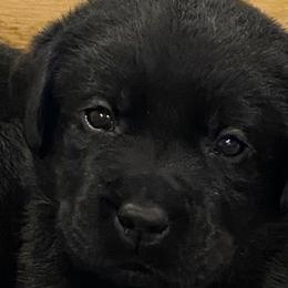 Labrador Retrievers from Hudson Valley Labradors