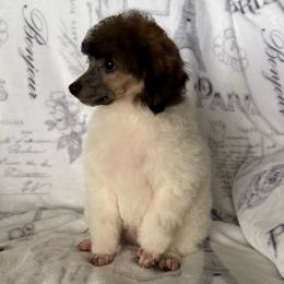 AKC Arlo - Black male Poodle puppy in Tecumseh, Oklahoma from Poodles in the Garden