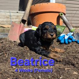 Beatrice - Black female Labradoodle puppy in Genoa City, Wisconsin from Sakura Pups