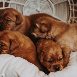 Labrador Retriever Puppies from Landon J Farms Labrador Retrievers